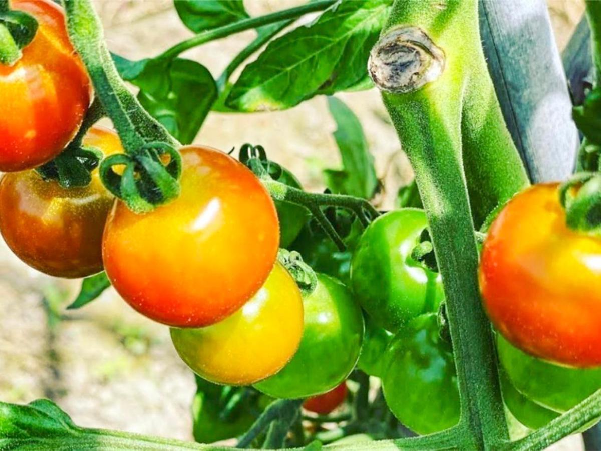 Ritz Garden Niji Konuk evi Biei Dış mekan fotoğraf